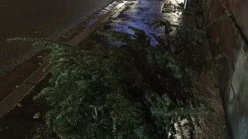 La collecte des sapins débute ce lundi soir dans la métropole...